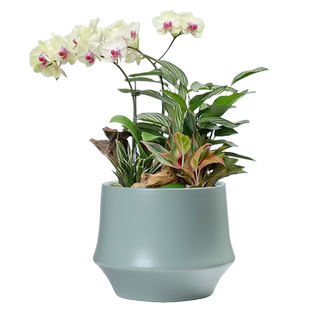 北欧陶瓷花盆简约个性创意家用白灰黄色阳台蝴蝶兰绿萝特大带托盘