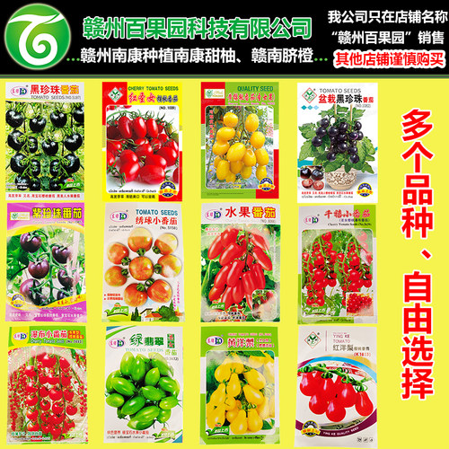 水果番茄种子圣女果小西红柿