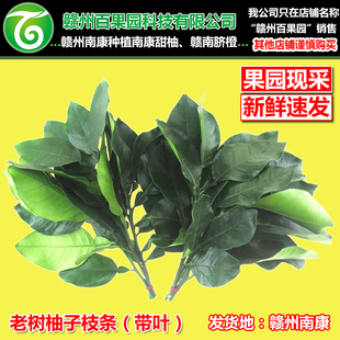 老树柚子叶洗澡洗手除臭去鱼腥味乔迁门口挂件南康甜柚沙田柚枝叶