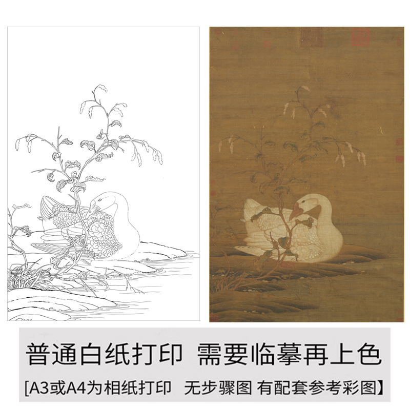 国画工笔画打印白描底稿竖幅红蓼白鹅图初学者勾线过稿上色练习