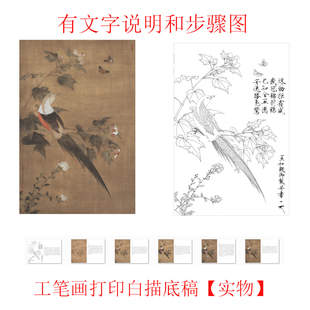 工笔画打印底稿宋画临赵佶芙蓉锦鸡图 临摹初学者线描过稿素材