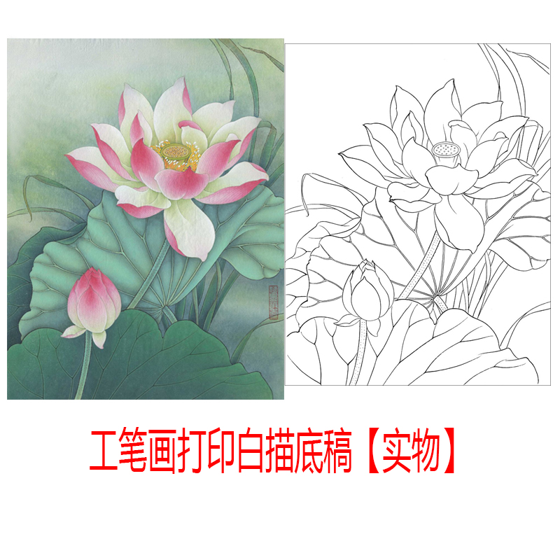 步骤工笔画白描底稿荷花挂画