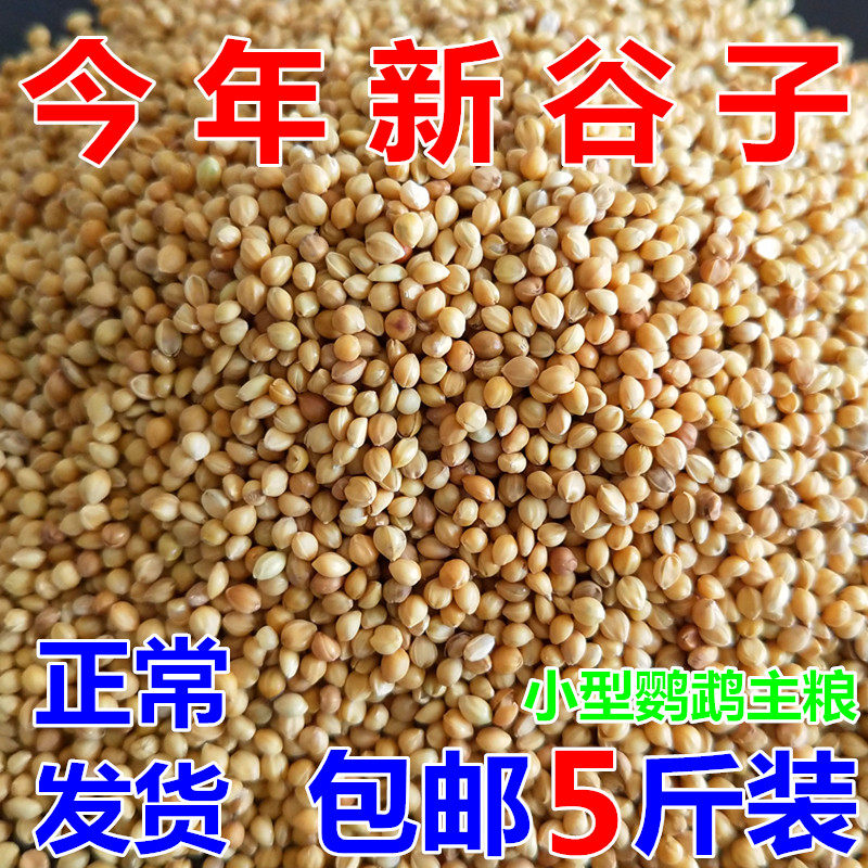 新黄谷子带壳小米鹦鹉玄凤鹦鹉