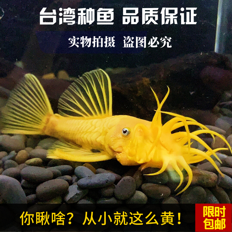 黄金大胡子蓝眼观赏清道夫鱼苗