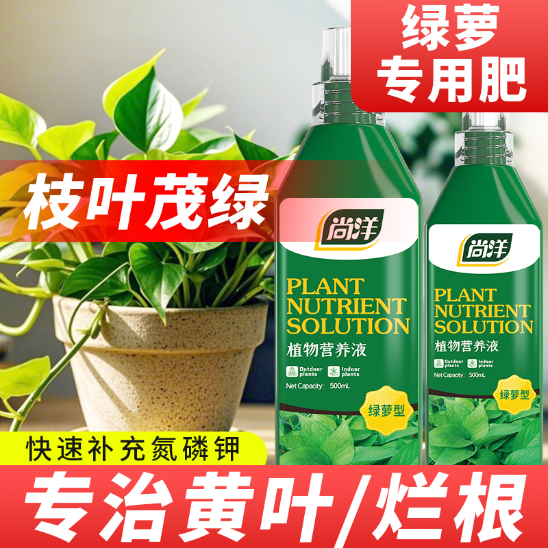 绿萝营养液水培植物花卉发财树