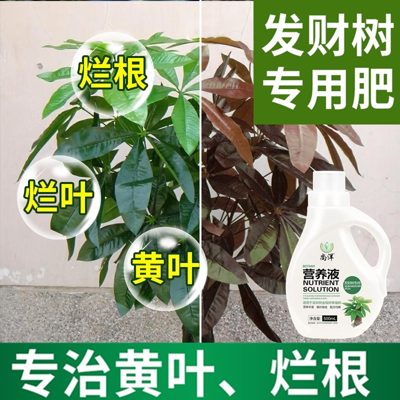 发财树专用营养液花肥料盆栽幸福树金钱树平安树植物通用室内