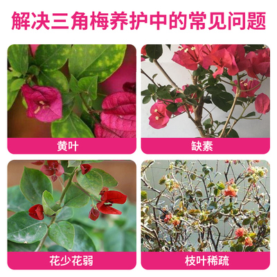 三角梅专用肥料营养液开花催花复合肥料盆栽通用型养花家用液体肥