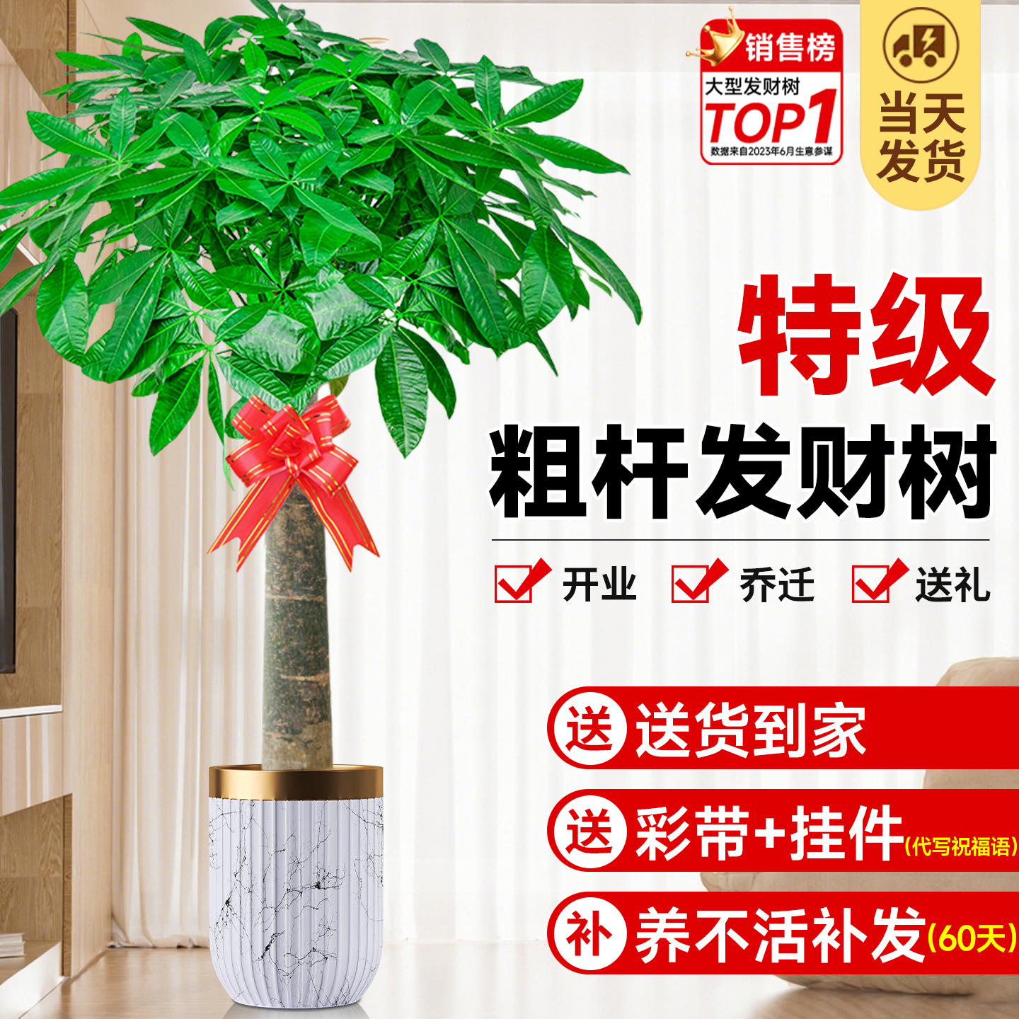 【特级发财树】粗杆老桩十年常绿