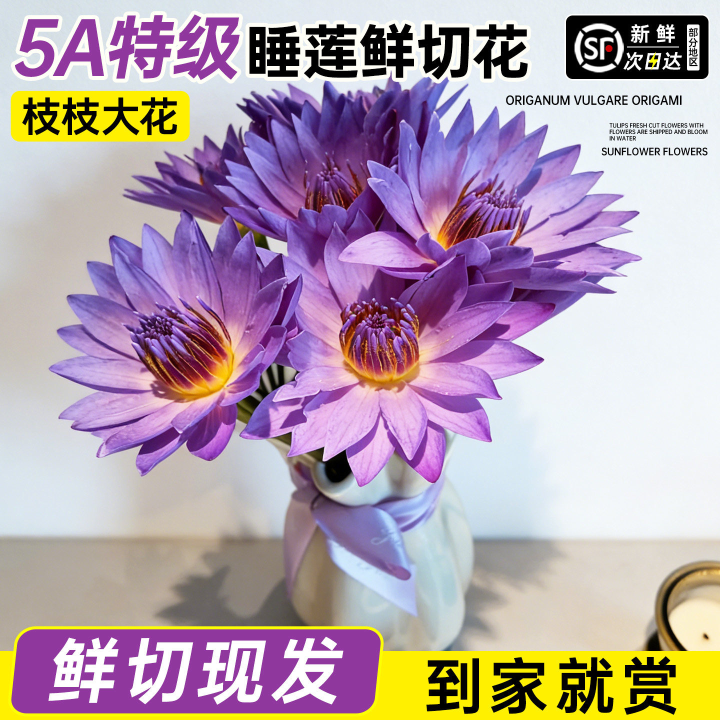 紫色睡莲鲜花带花苞花束云南基地直发鲜切花水培植物花卉绿植插花