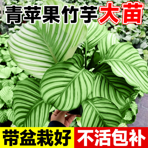 青苹果竹芋盆栽大苗四季好养植物