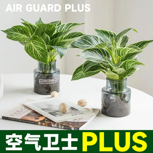 铂金钻水培植物蔓绿绒大叶金钻绿植绿公主盆栽室内绿萝绿箩