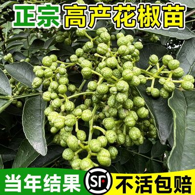四川九叶青花椒苗当年结果盆栽