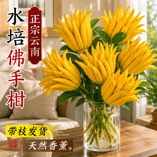 【现摘现发】5A特级佛手柑
