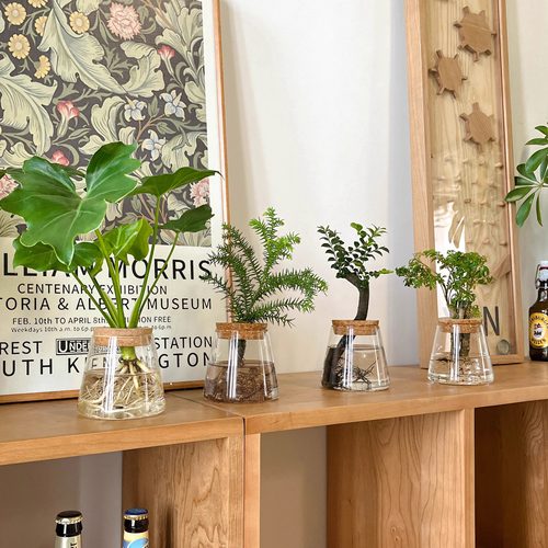 桌面水培植物春羽富贵竹发财树