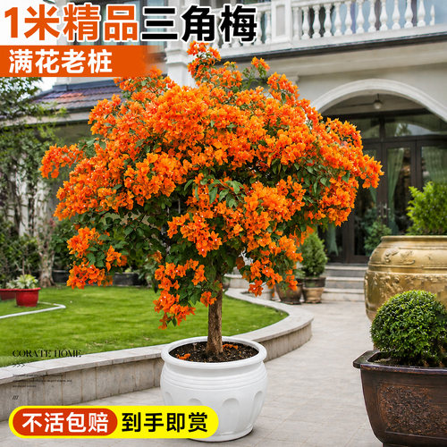 三角梅树苗老桩盆栽四季开花好养