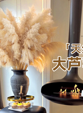 网红芦苇干花【大花絮不掉毛】