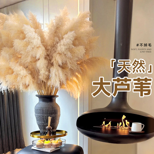 网红芦苇干花【大花絮不掉毛】