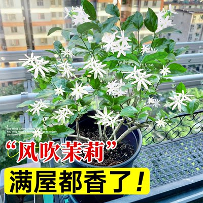 【浓香型】笔尖茉莉盆栽满屋飘香