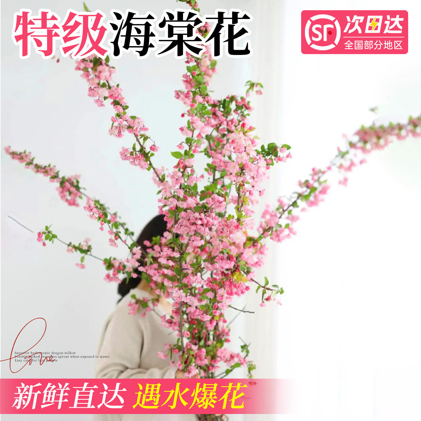 海棠花鲜切花枝水培绿植花卉植物室内花好养活四季带花苞桌面盆栽