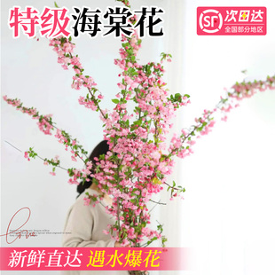 海棠花鲜切花枝水培绿植花卉植物室内花好养活四季带花苞桌面盆栽