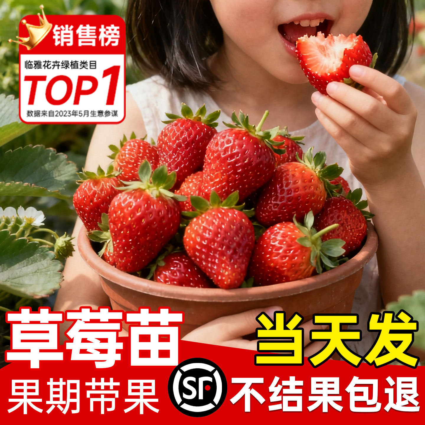【养不活包补】精品草莓苗带盆发