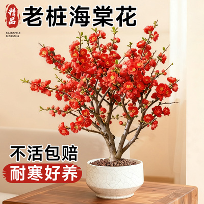 【多分支包对版】海棠花盆栽