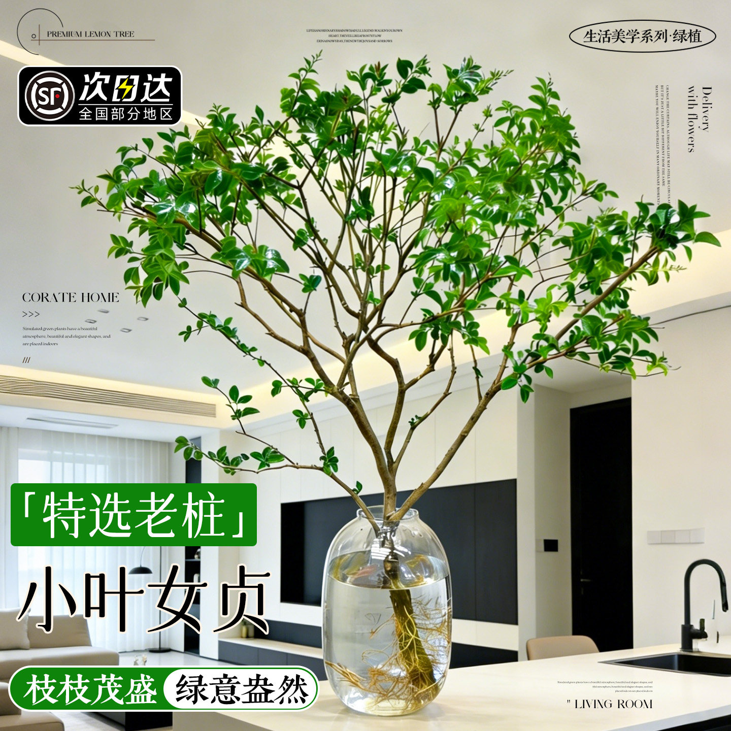 小叶女贞水培老桩盆景造型树植物带根系适合室内种植的绿植物好养,鲜花速递/花卉仿真/绿植园艺,花材,淘宝优惠券,粉丝福利购,淘宝优惠卷
