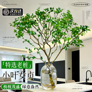 小叶女贞水培老桩盆景造型树植物带根系适合室内种植的绿植物好养