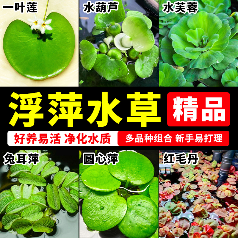 鱼缸浮萍水草植物活造景耐寒绿植一叶莲水葫芦新手懒人好养免打理