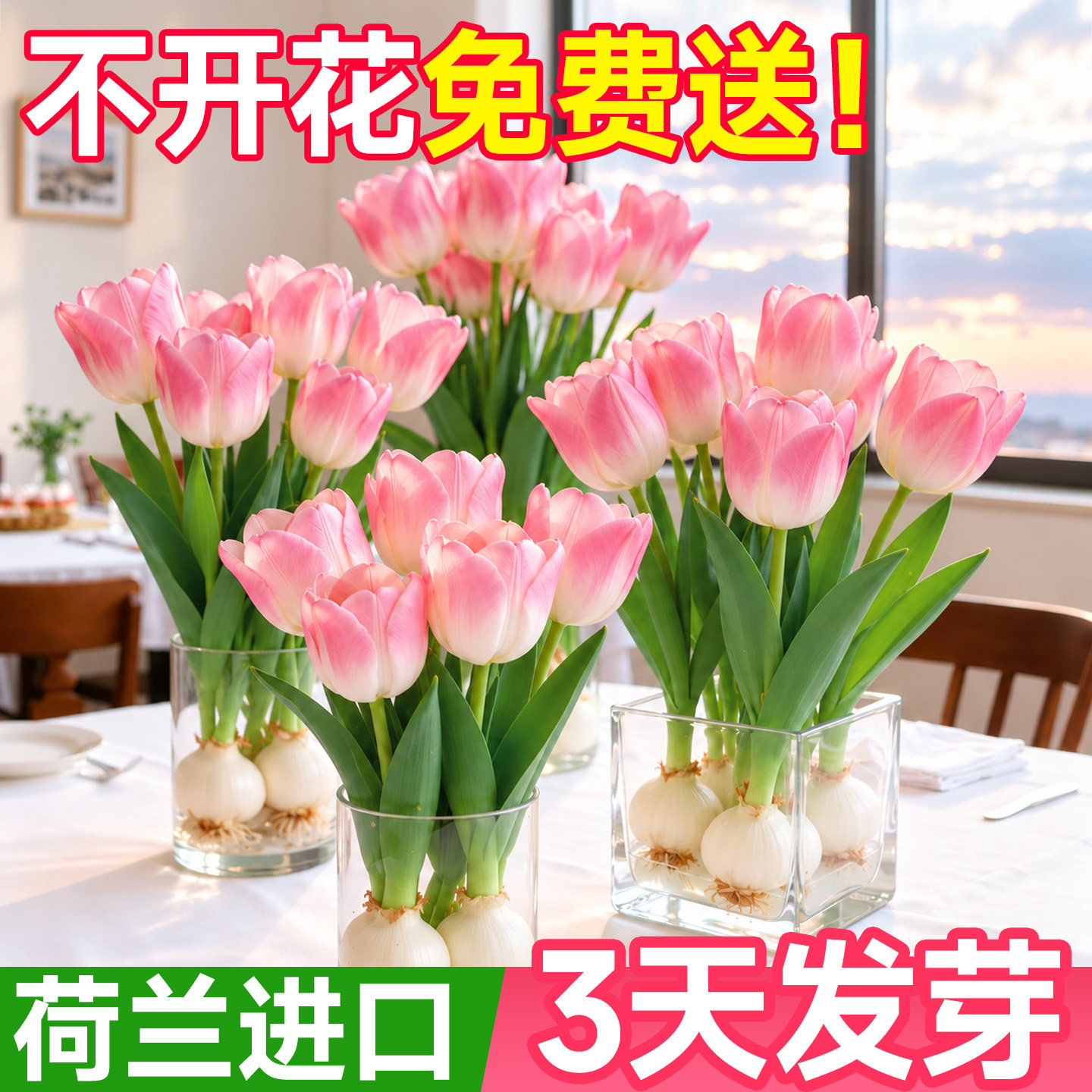 进口郁金香种球水培植物室内阳台盆栽种子好养水仙花卉成品鲜花苗