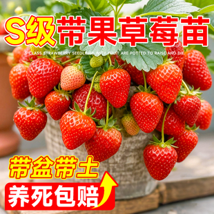 带果草莓苗四季 结果盆栽奶油玄玉丹东99红颜草莓苗特大号原土原盆