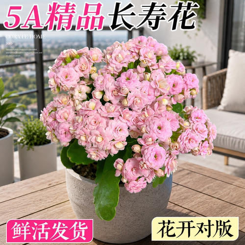 5A特级长寿花盆栽款式对版