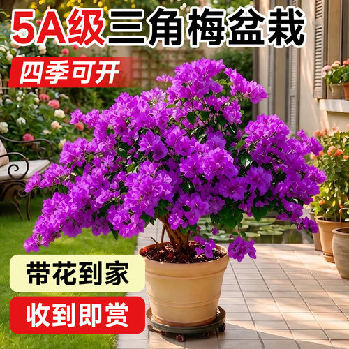 【带花发货】三角梅盆栽