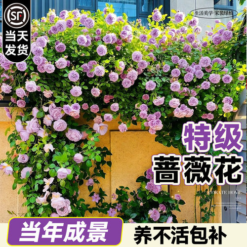 蔷薇花苗藤本月季当年开花成景