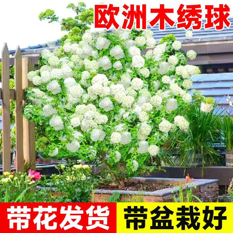 欧洲木绣球玫瑰阳台庭院带花盆栽图片