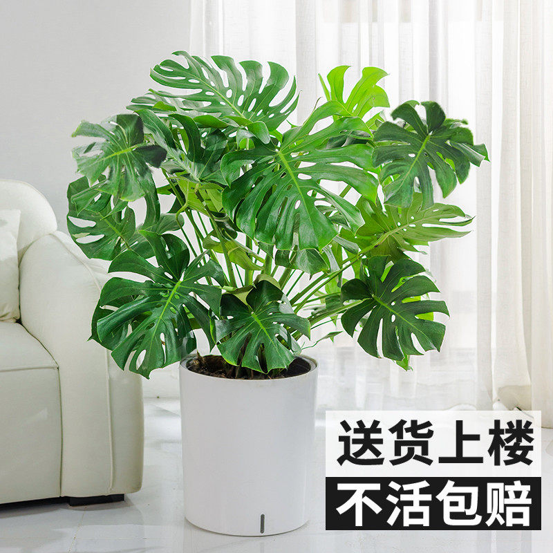 龟背竹盆栽绿植物办公室内客厅阳台观叶大型北欧风网红耐阴天堂鸟_虎窝淘