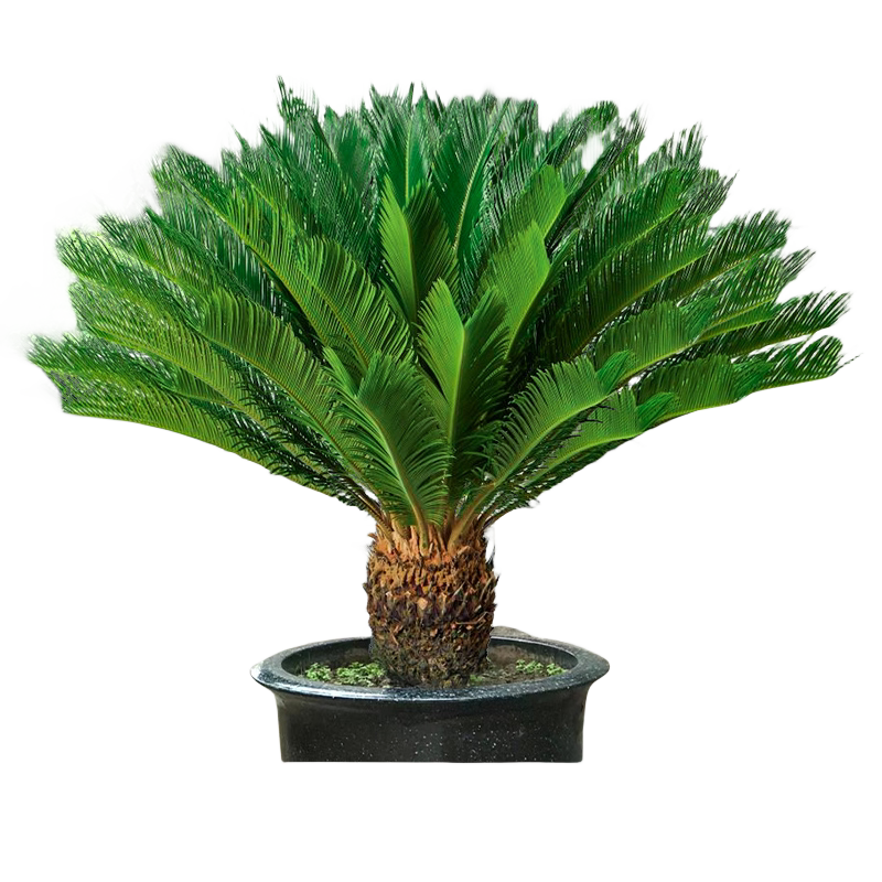 铁树盆栽大型龙铁树绿植盆景客厅室内好养树苗树木大盆植物除甲醛