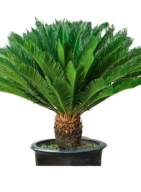 精品铁树盆栽大型绿植四季常青