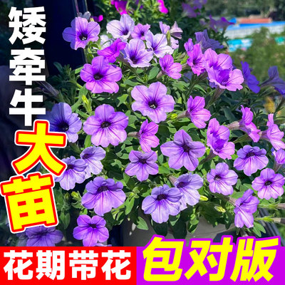 矮牵牛花卉盆栽带花庭院阳台绿植