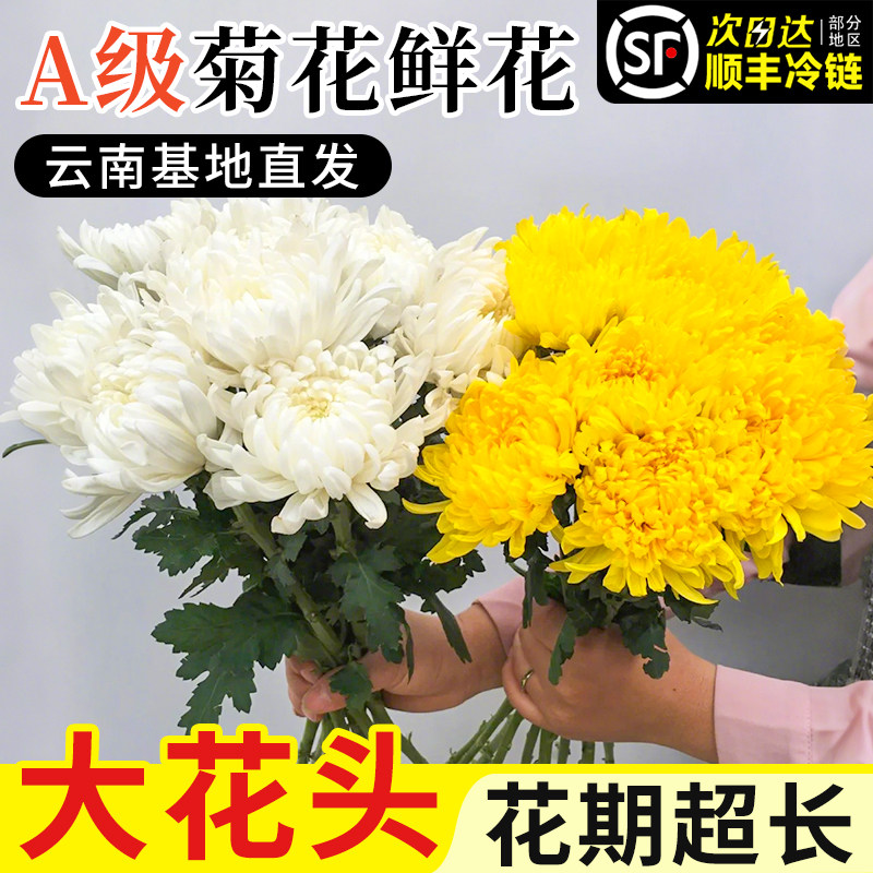 菊花祭鲜花批发云南基地直发顺丰家用鲜切插花清明节专用扫墓鲜花