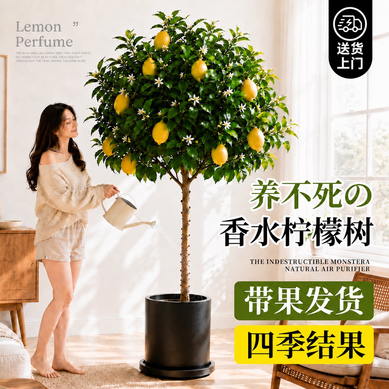 香水柠檬树盆栽带果直发四季好养图片