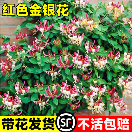 红色金银花树苗四季开花爬藤耐寒