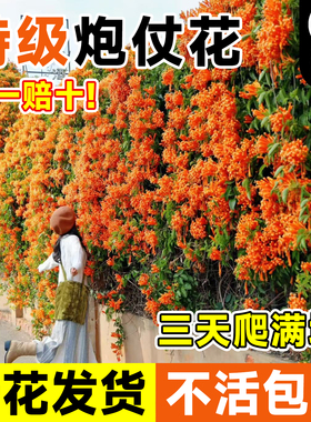 炮仗花苗爬藤植物鞭炮花四季开花老桩大苗全国可种阳台庭院凌霄花