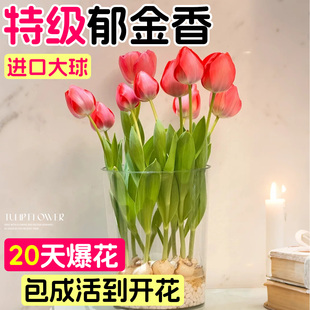 进口郁金香种球水培土培植物套装 盆地栽花好养水仙花卉重瓣花种苗