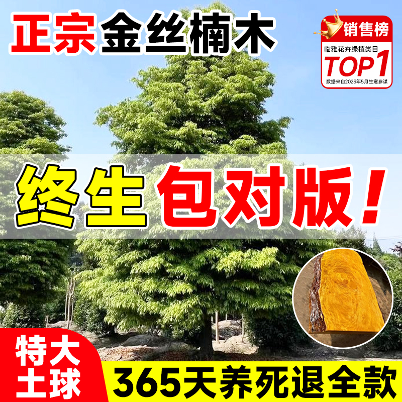 金丝楠木树苗正宗十大名贵耐寒树苗南方北方庭院种植盆栽四季常青