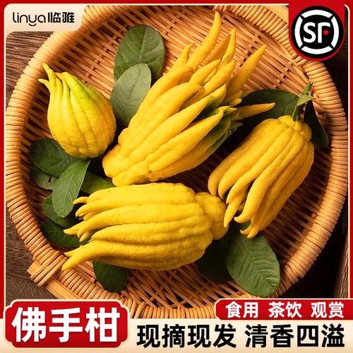 【现摘现发】可食用可观赏绿植