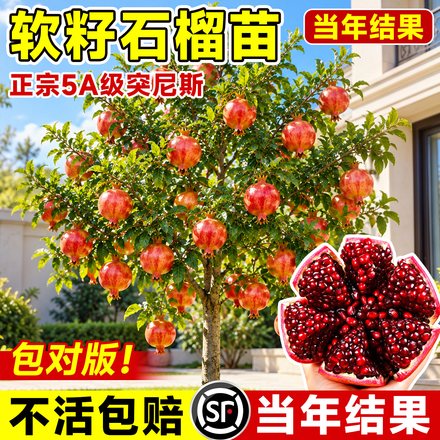 【带果发货】突尼斯软籽石榴树苗图片