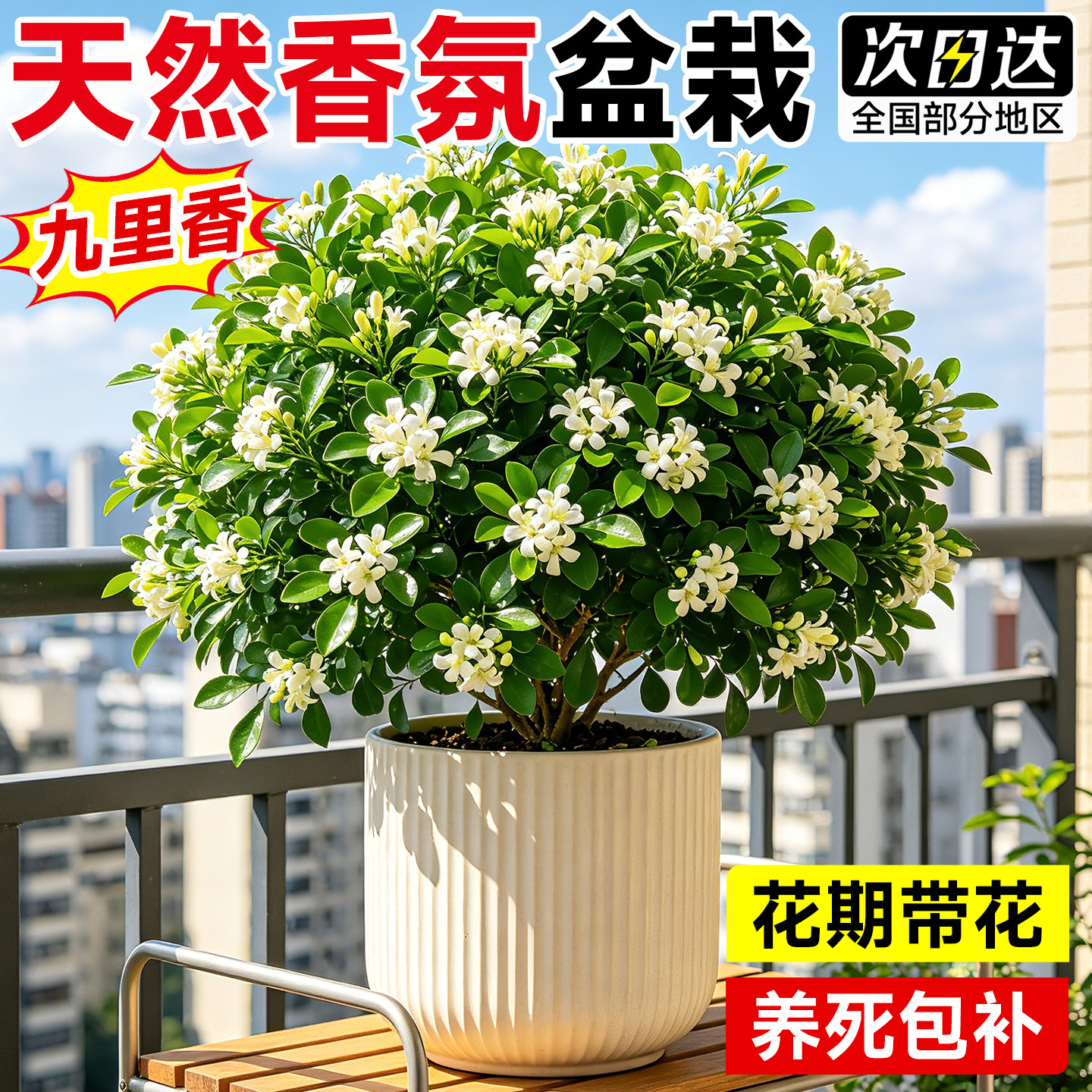 九里香盆栽正宗树苗四季开花室内外驱蚊驱虫带花苞茉莉花阳台好养