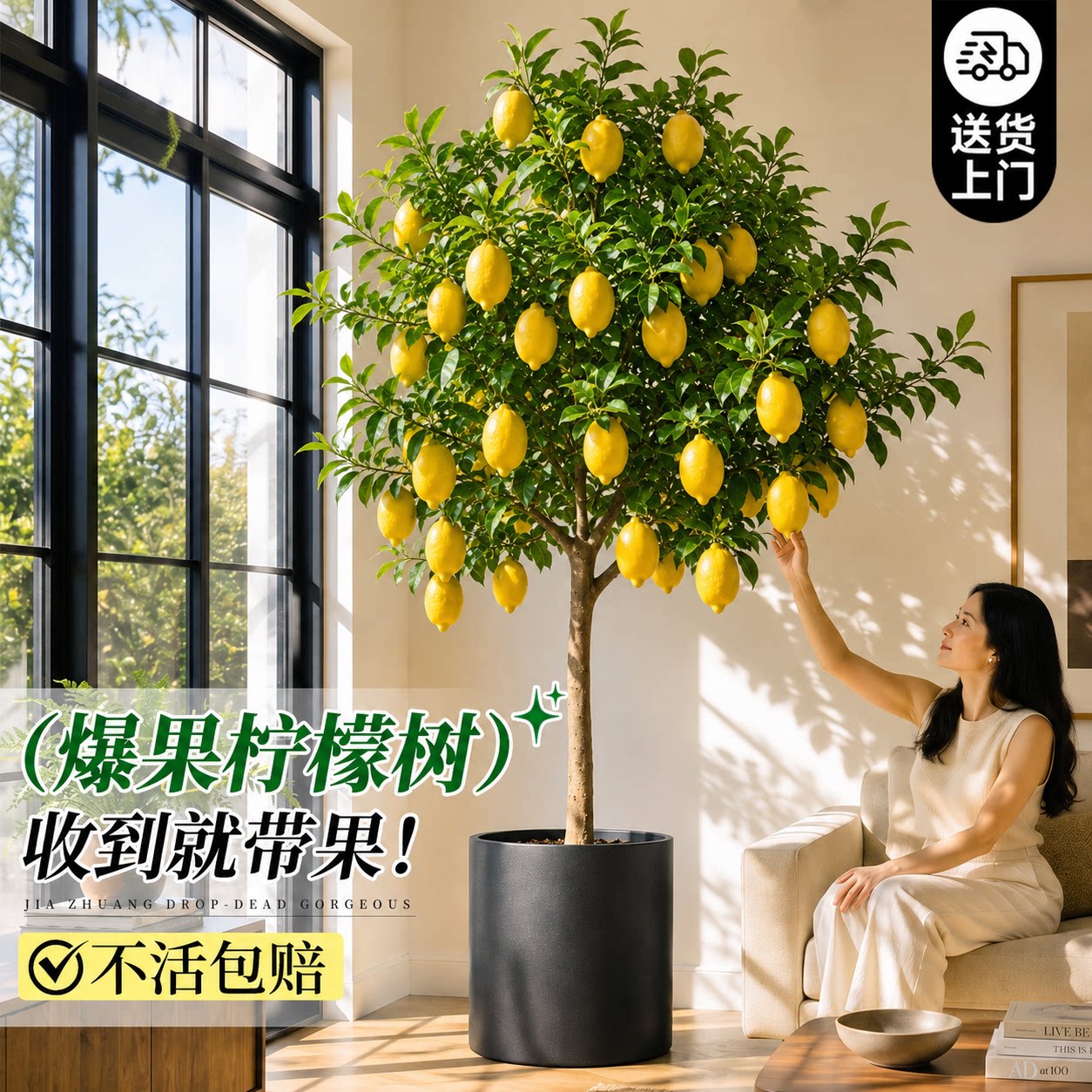 【带果发货】香水柠檬树客厅盆栽图片