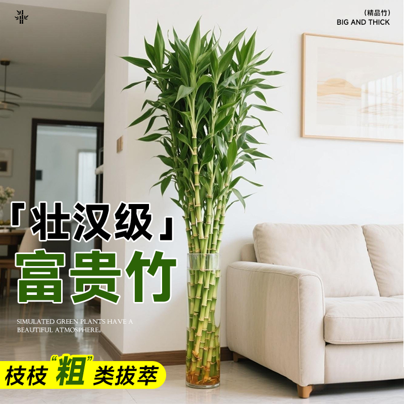 [壮汉级]富贵竹枝枝“粗”类拔萃